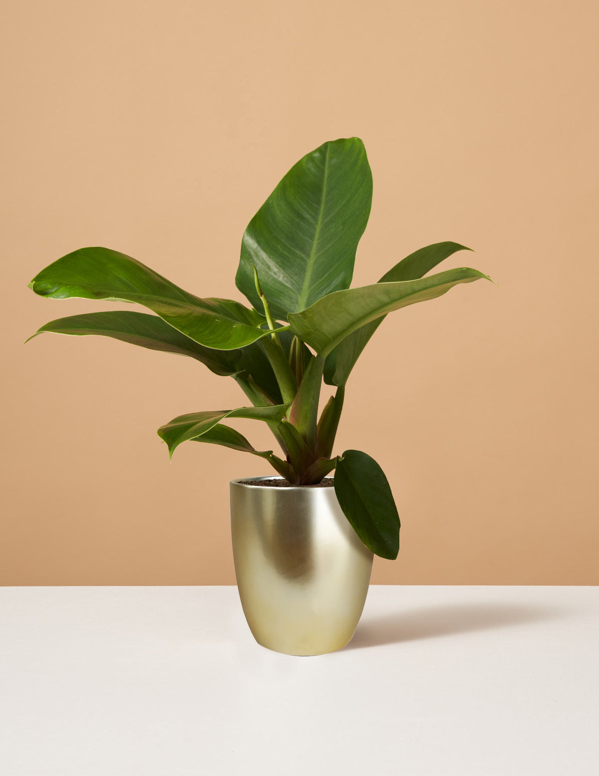 philodendron imperial golden Philodendron Imperial Green | Houseplants for Delivery