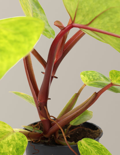 Philodendron Painted Lady