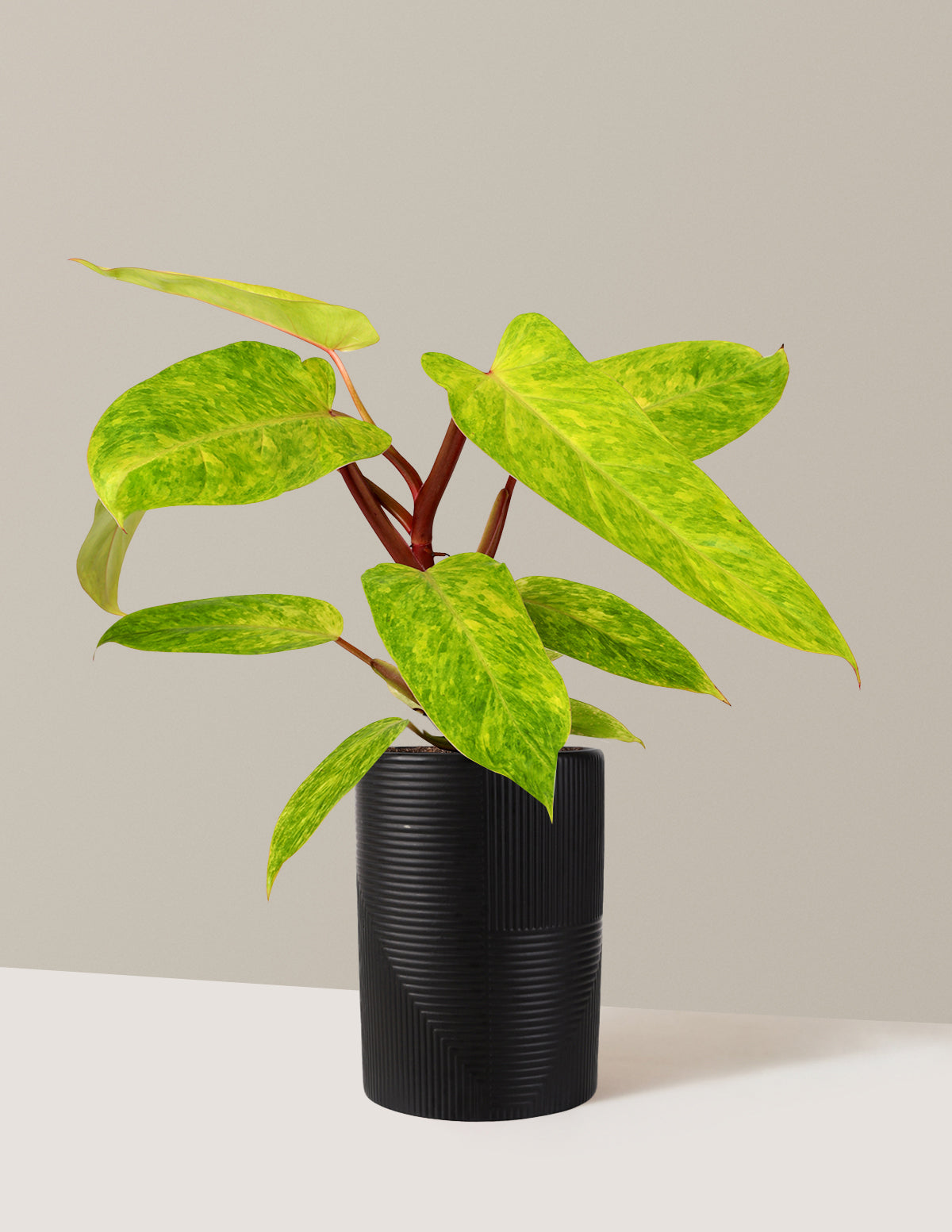 philodendron austin Philodendron Painted Lady