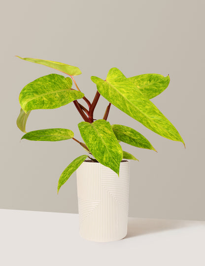 Philodendron Painted Lady