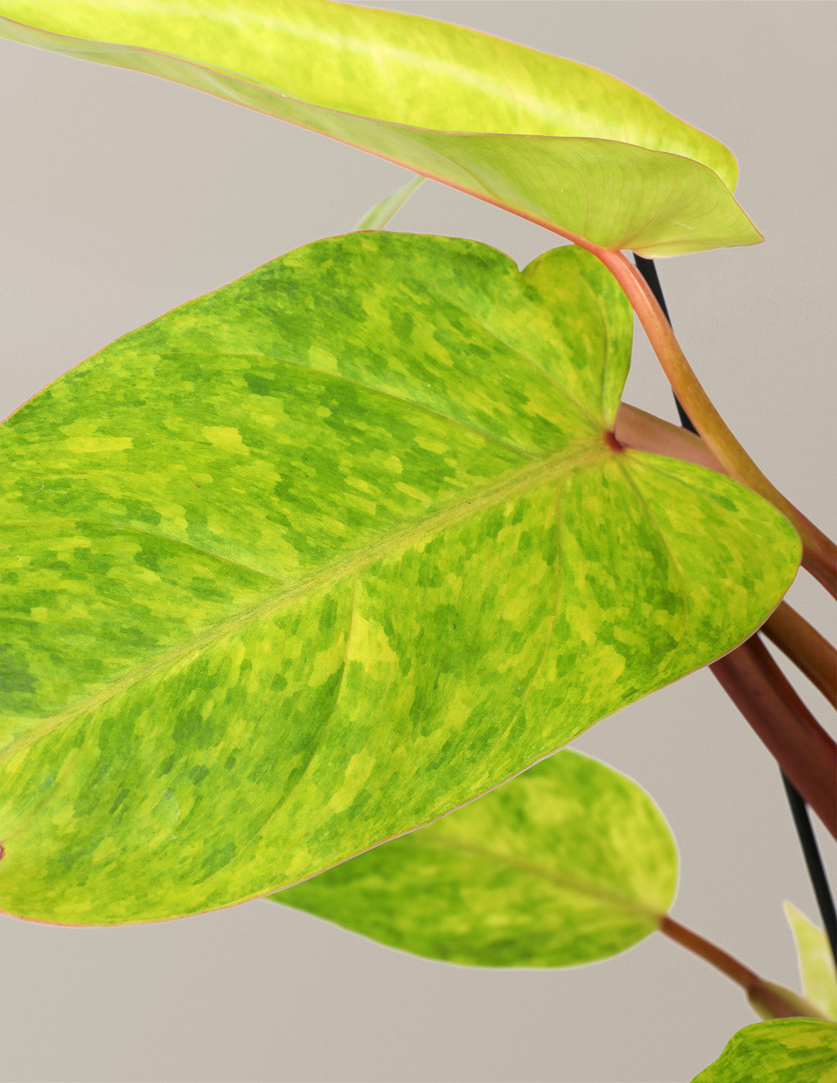 Philodendron Painted Lady