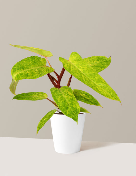 Philodendron Painted Lady
