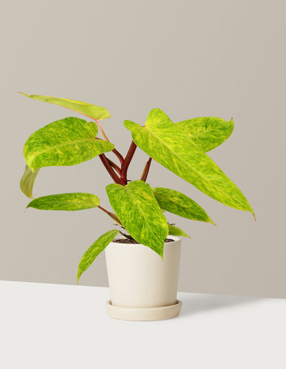 Philodendron Painted Lady