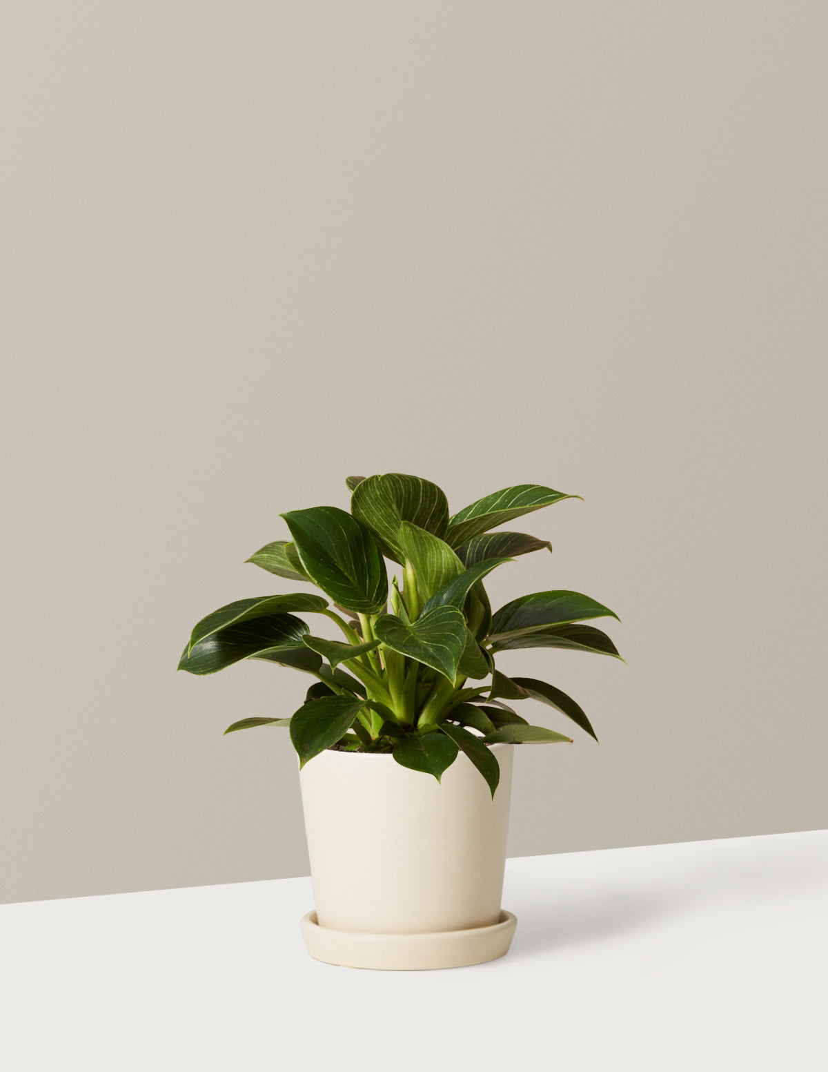 Philodendron Birkin