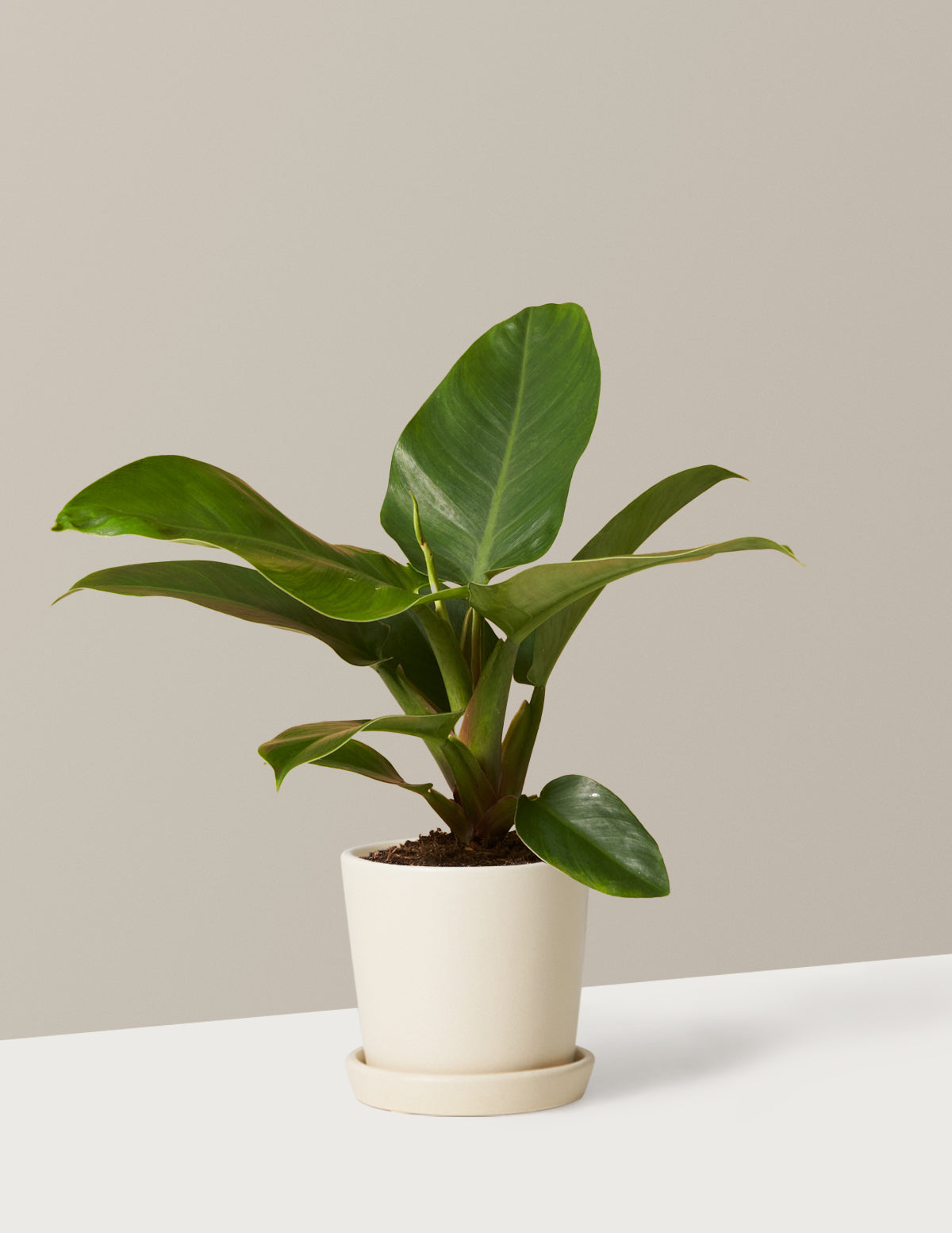 Philodendron Imperial Green