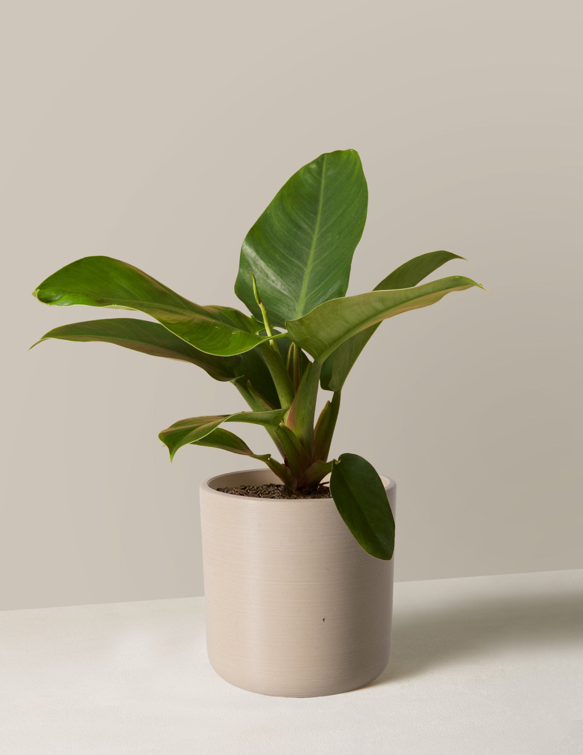 Philodendron Imperial Green