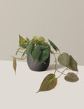 Philodendron Micans