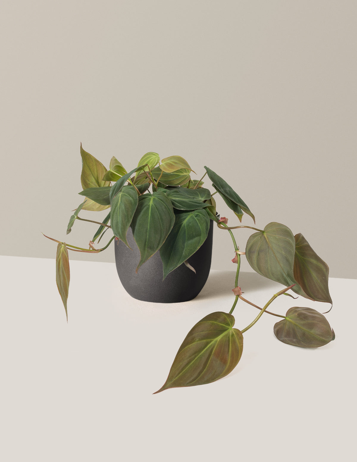 Philodendron Micans