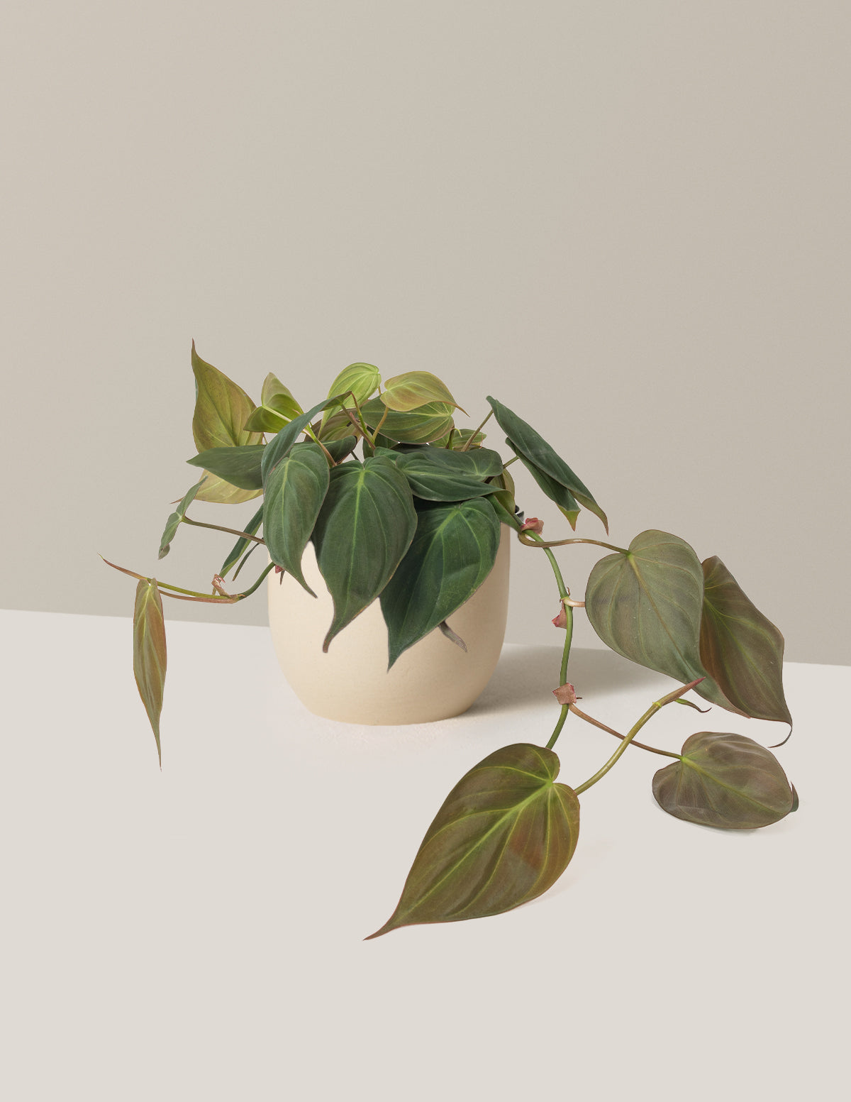 Philodendron Micans