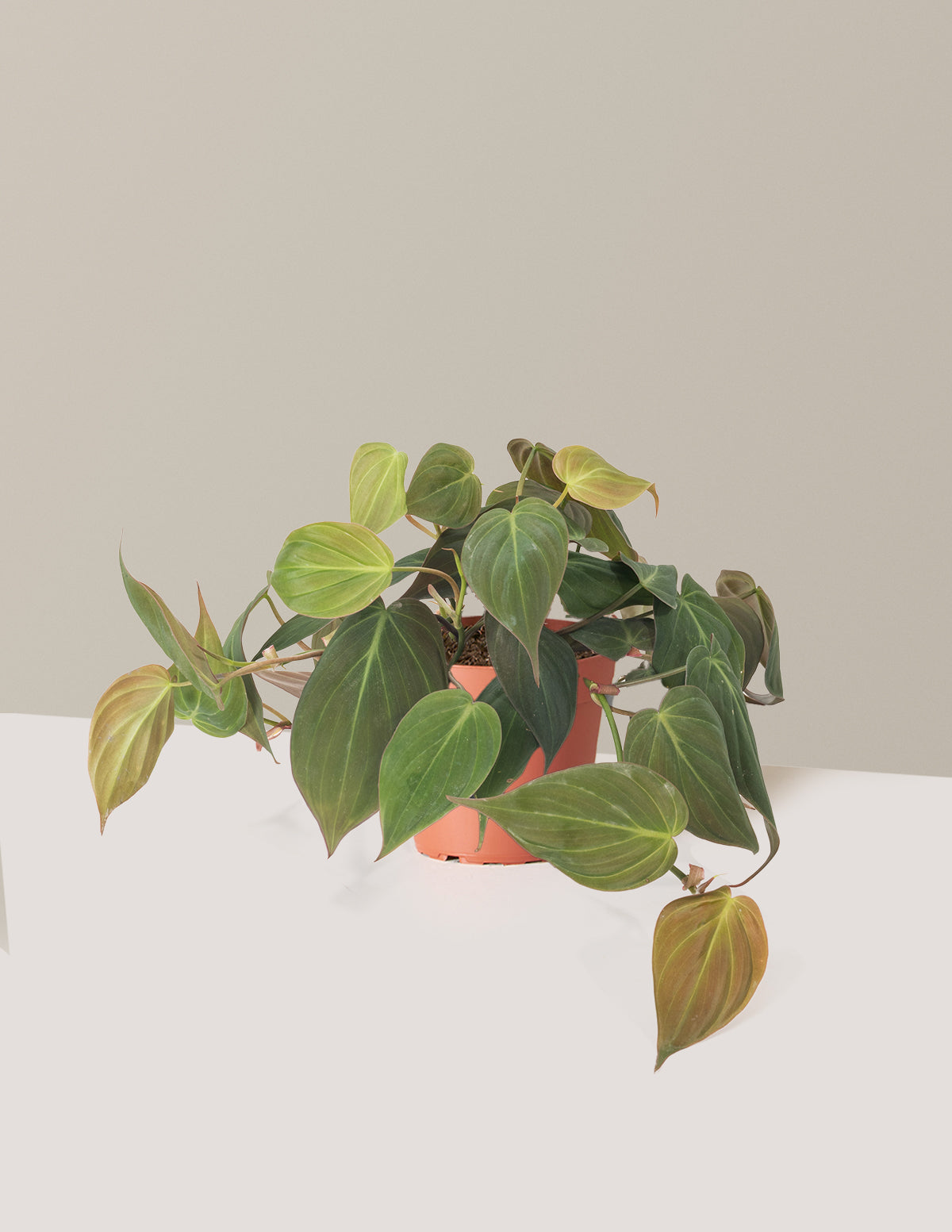 Philodendron Micans