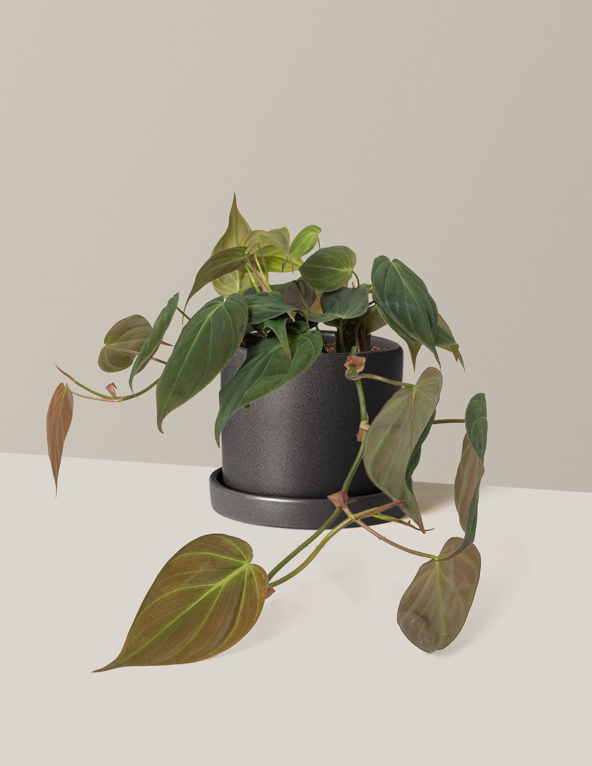 Philodendron Micans
