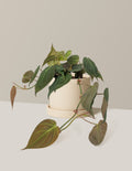 Philodendron Micans