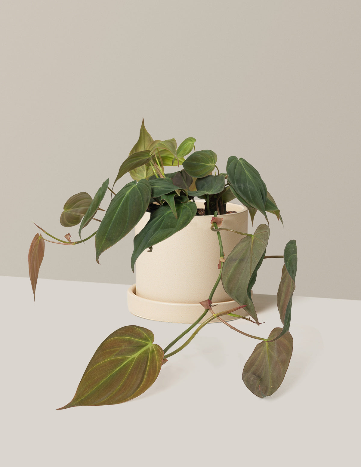 Philodendron Micans