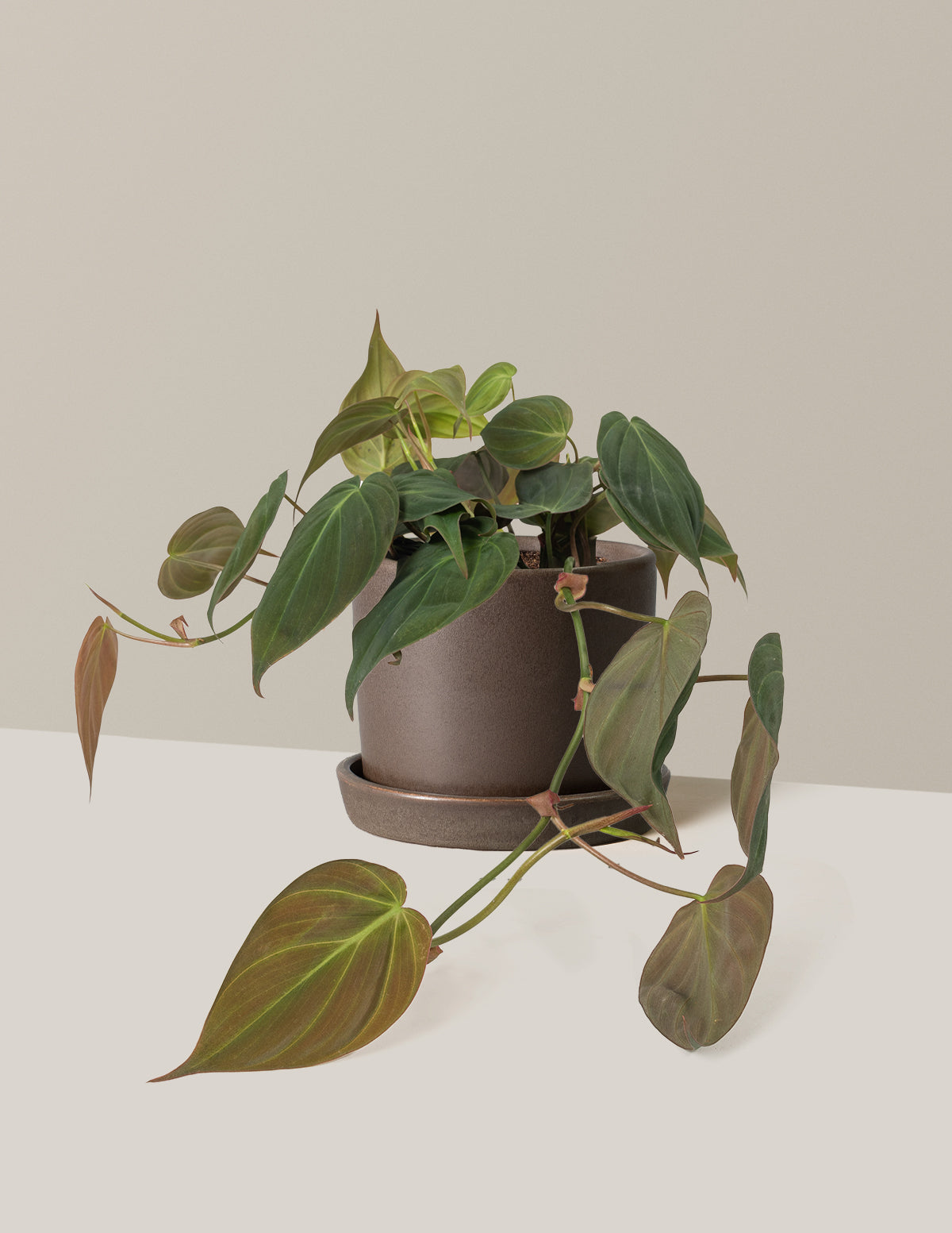 Philodendron Micans