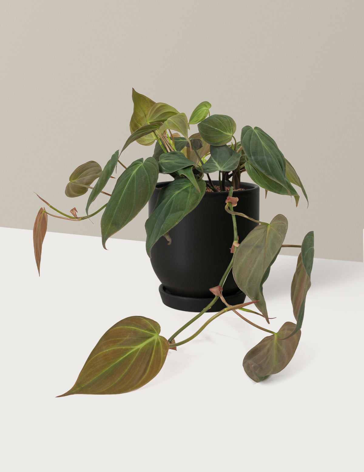 Philodendron Micans
