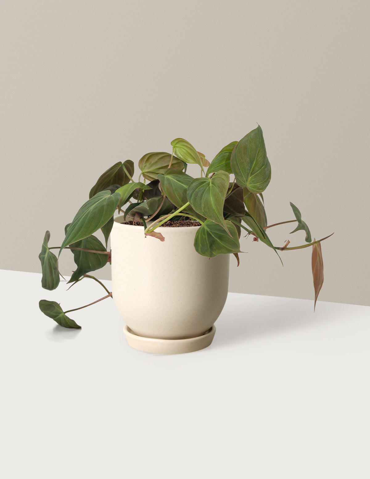 Philodendron Micans