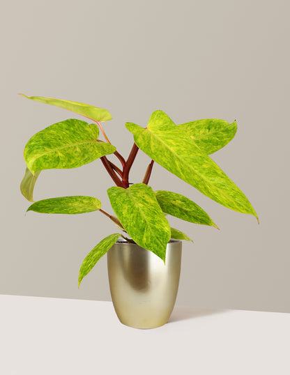 Philodendron Painted Lady