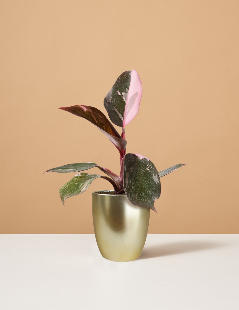 How to care for a Philodendron Pink Princess