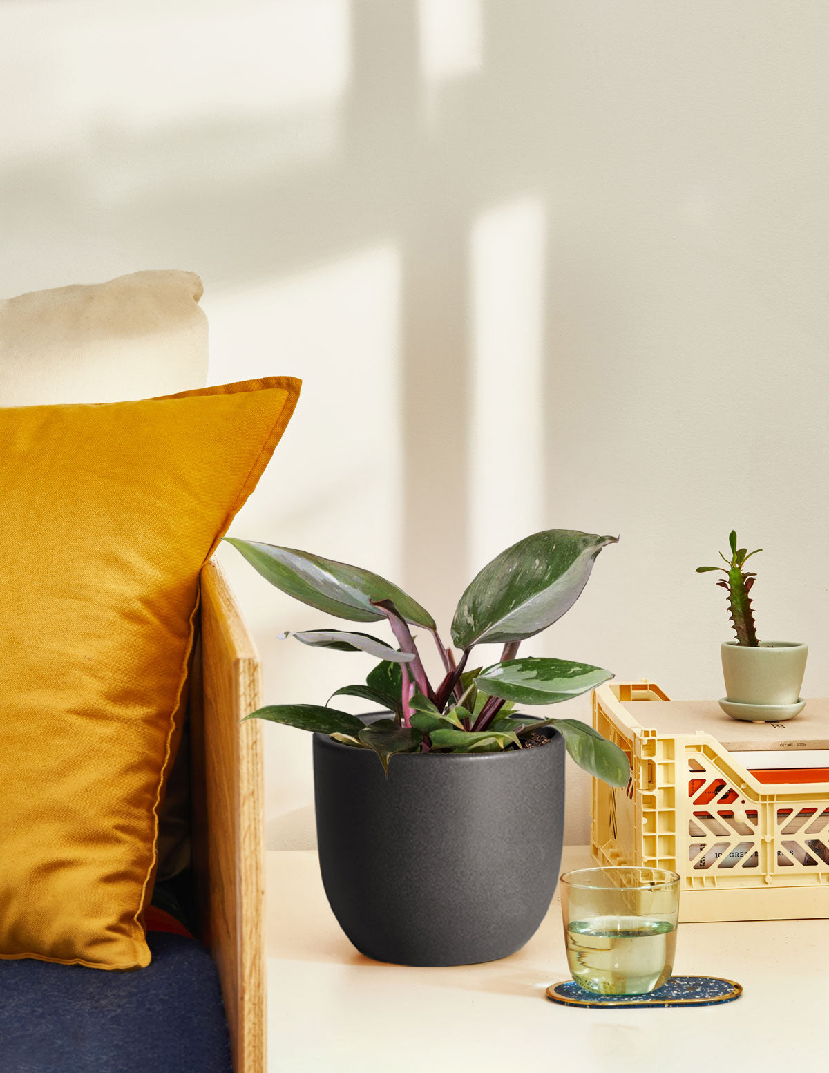 Philodendron Red Anderson