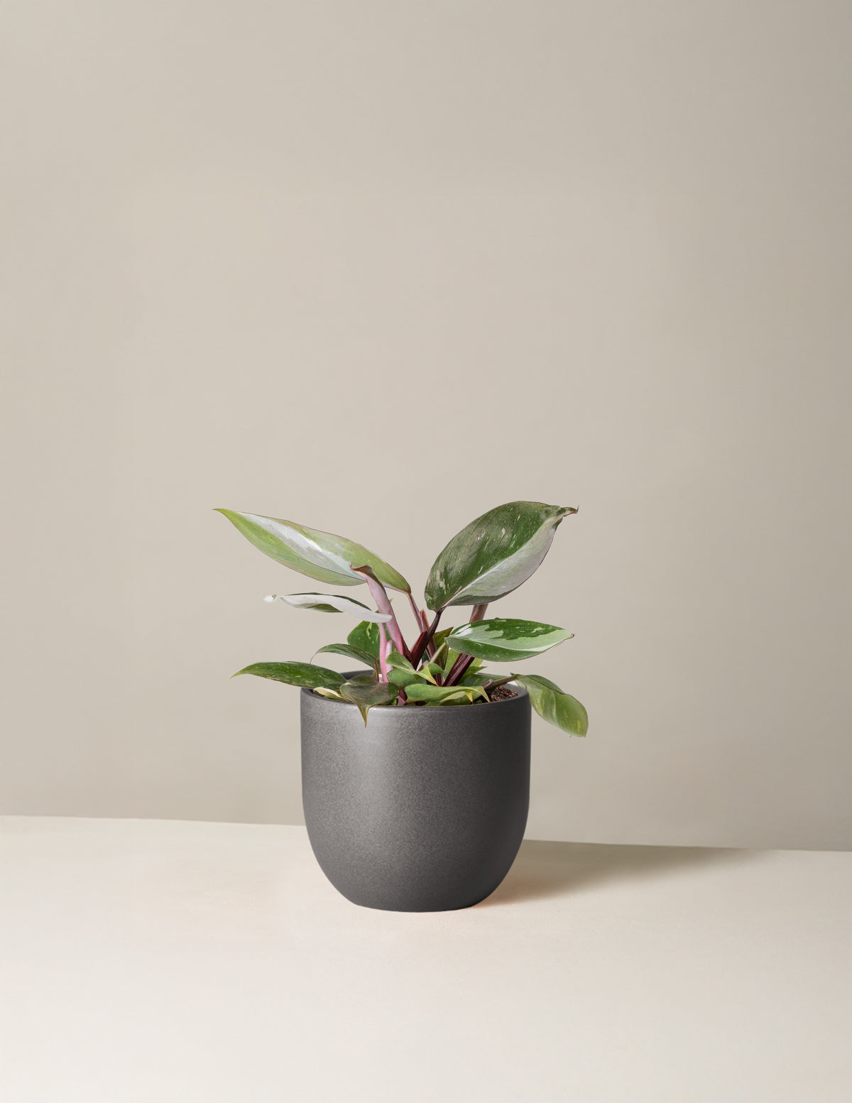 Philodendron Red Anderson