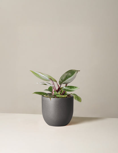 Philodendron Red Anderson