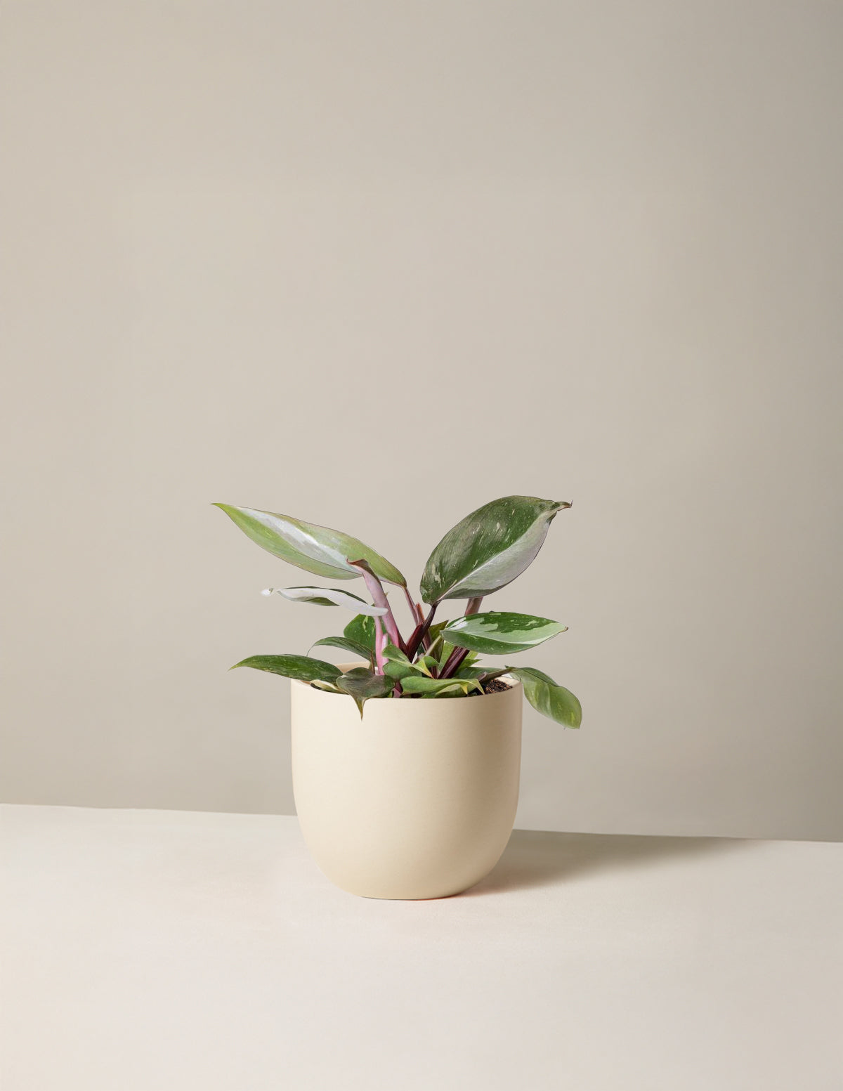 Philodendron Red Anderson | Houseplants for Delivery