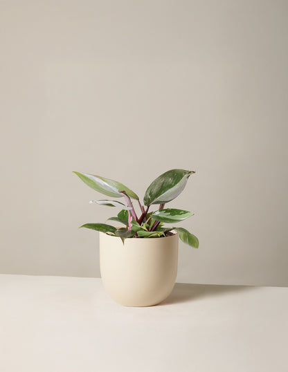 Philodendron Red Anderson