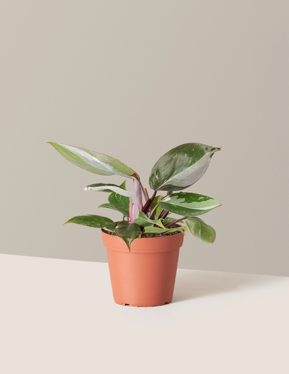 Philodendron Red Anderson