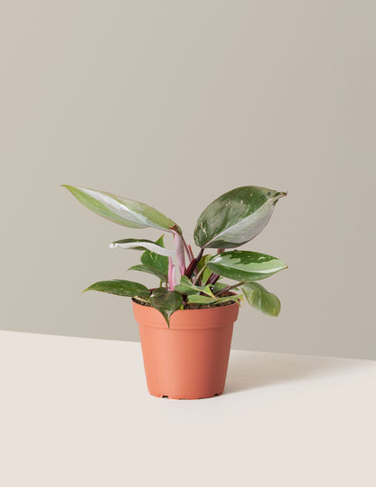 Philodendron Red Anderson