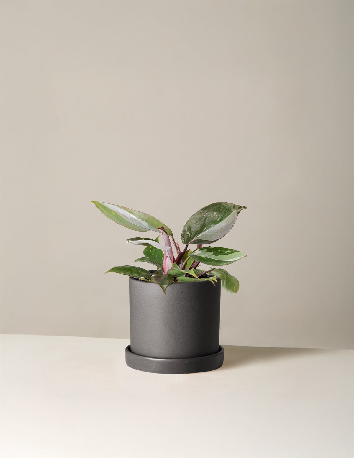 Philodendron Red Anderson