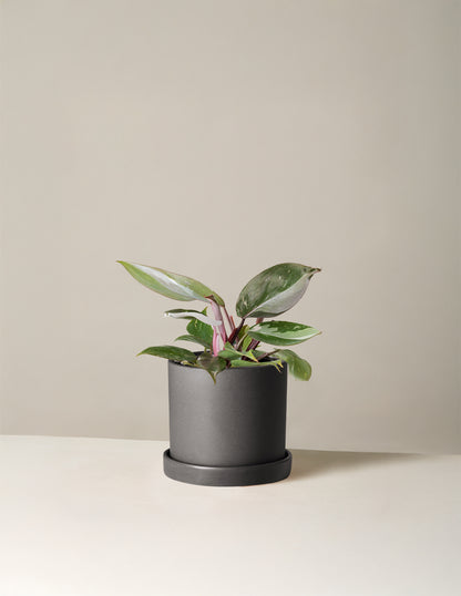 Philodendron Red Anderson