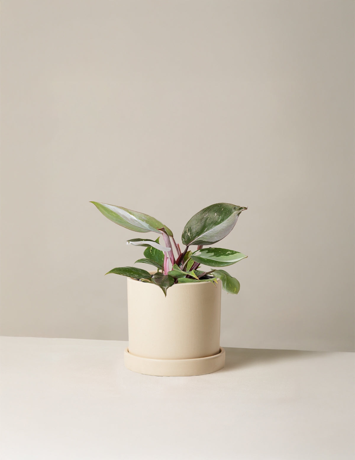 Philodendron Red Anderson