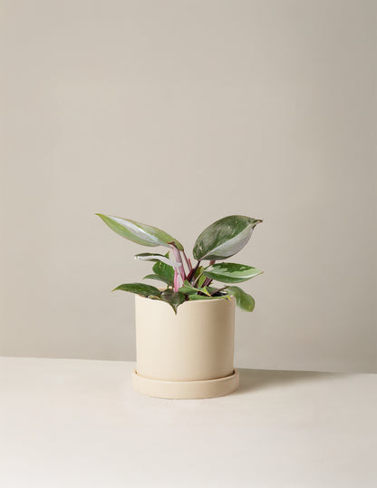 Philodendron Red Anderson