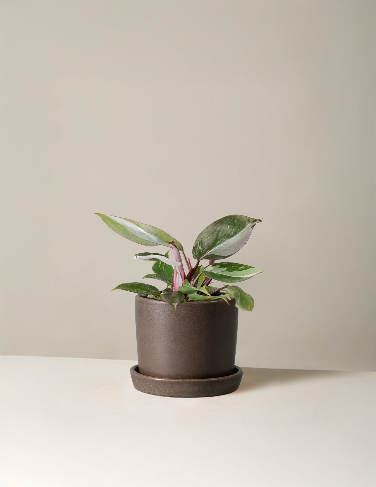 Philodendron Red Anderson