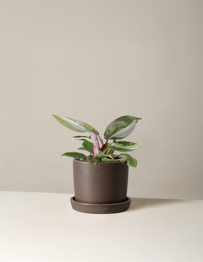 Philodendron Red Anderson