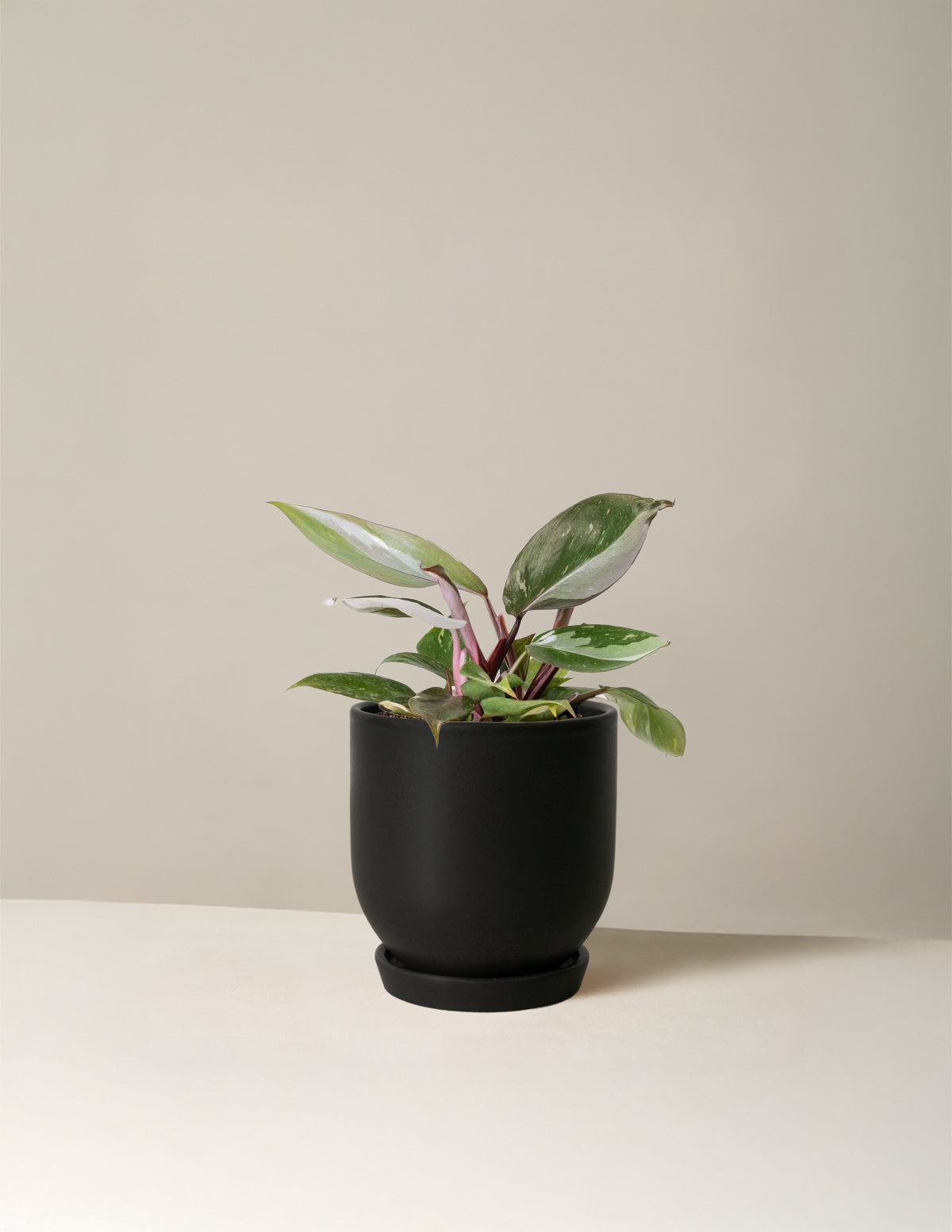 bundle | Small | Westcott | Black