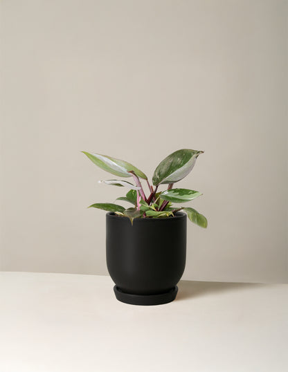 Philodendron Red Anderson