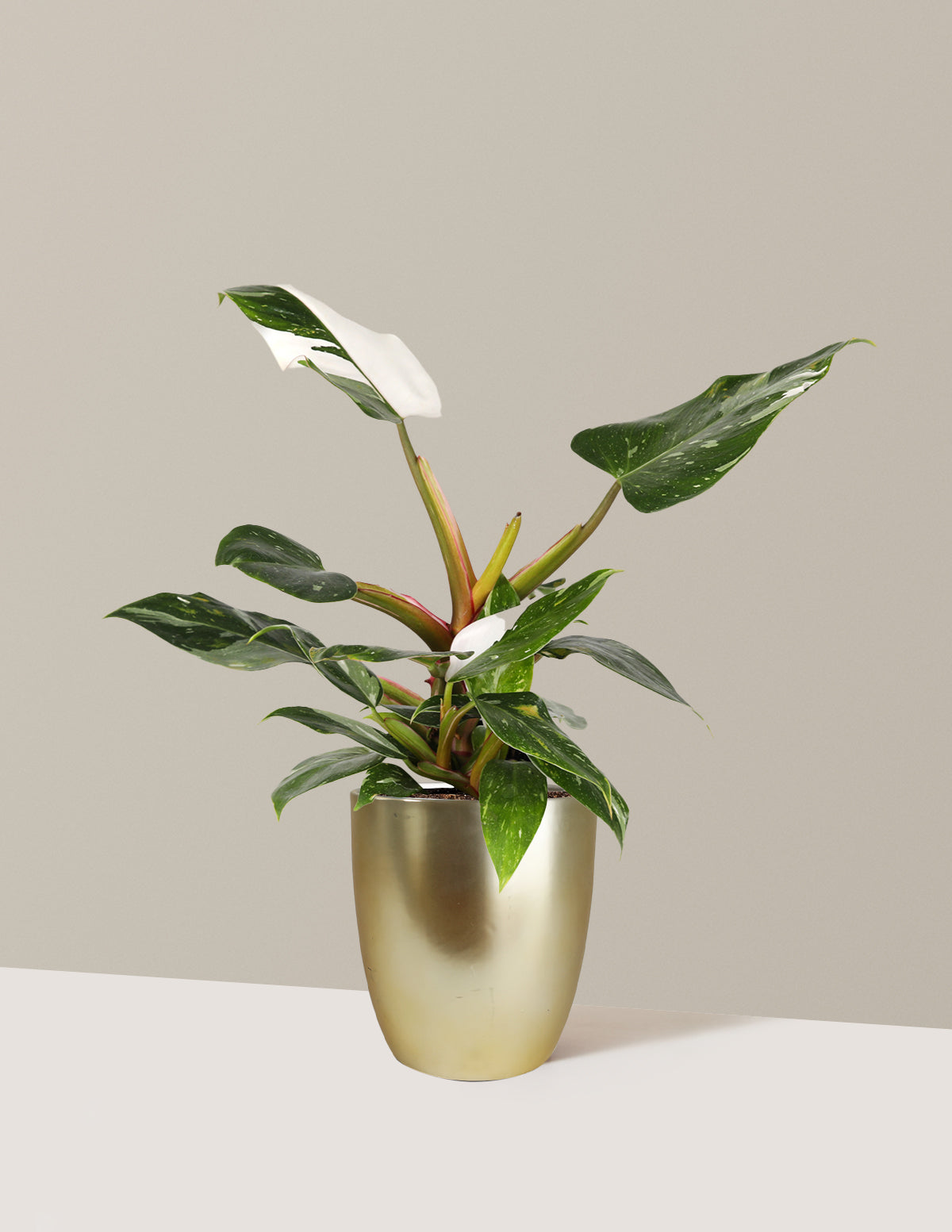 Philodendron White Princess Houseplant with Planter - Small (11-15