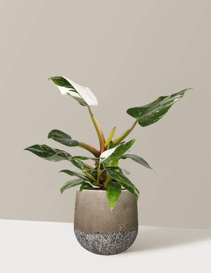 white princess philodendron soil Philodendron White Princess Houseplant with Planter - Small (11-15" tall) Stone Planter