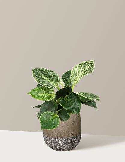 philodendron new yorker Philodendron Birkin | Houseplants for Delivery
