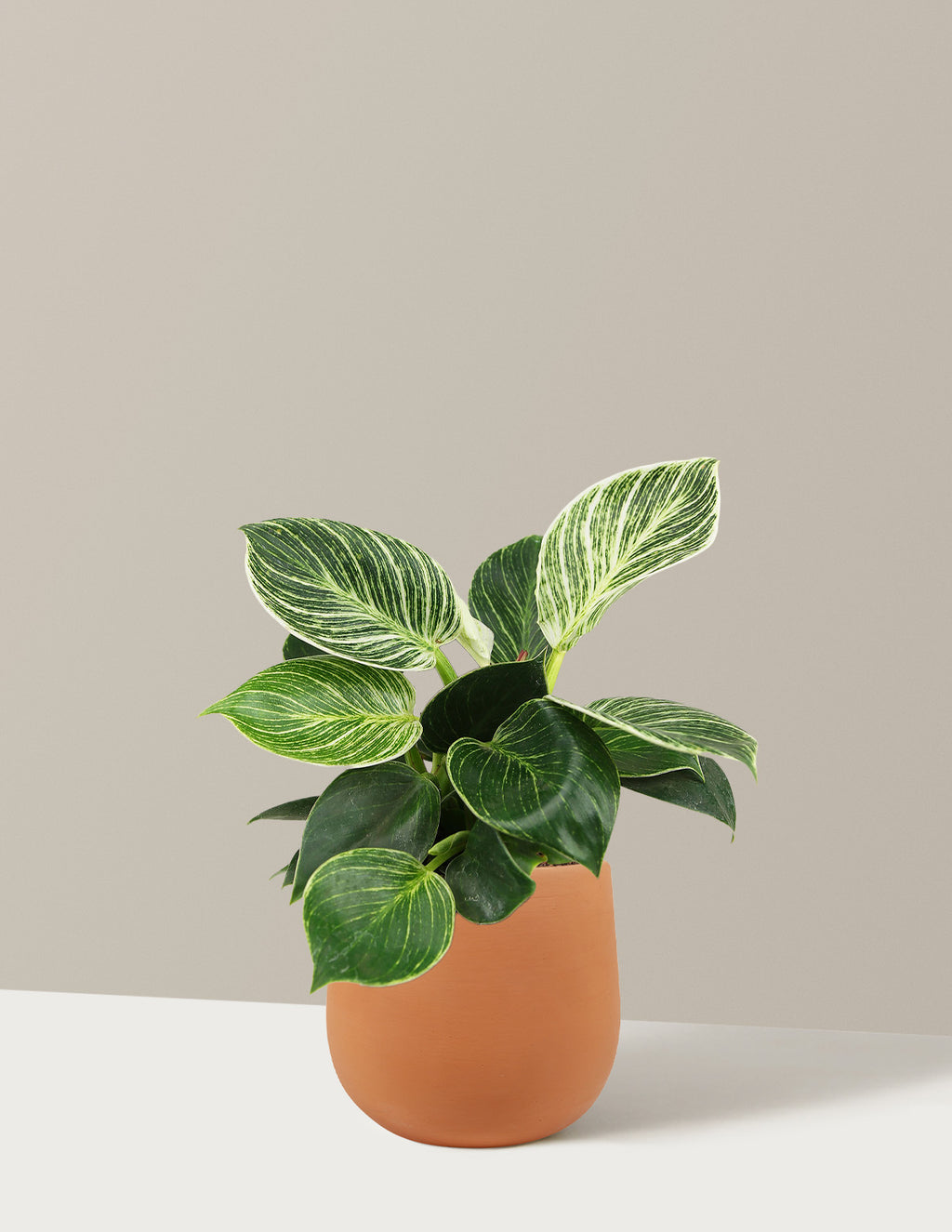 bundle | Small | Raven | Terracotta