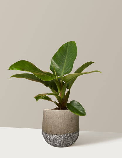 Philodendron Imperial Green