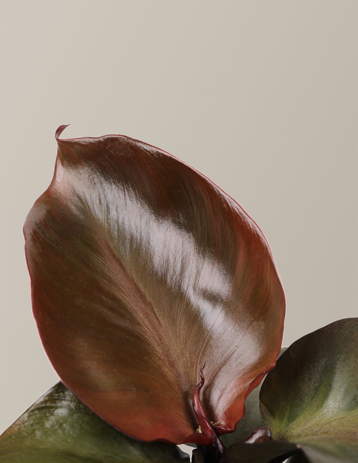 Philodendron Red Heart