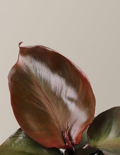 Philodendron Red Heart