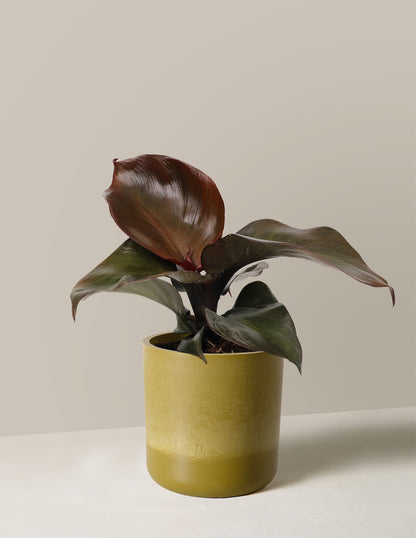 Philodendron Red Heart