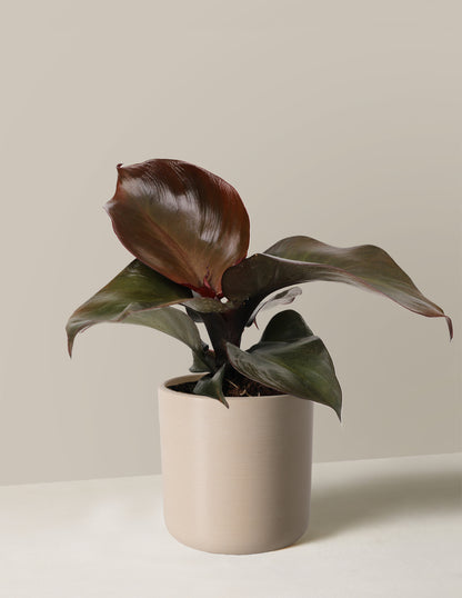 Philodendron Red Heart