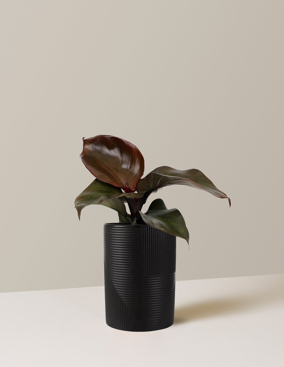Philodendron Red Heart