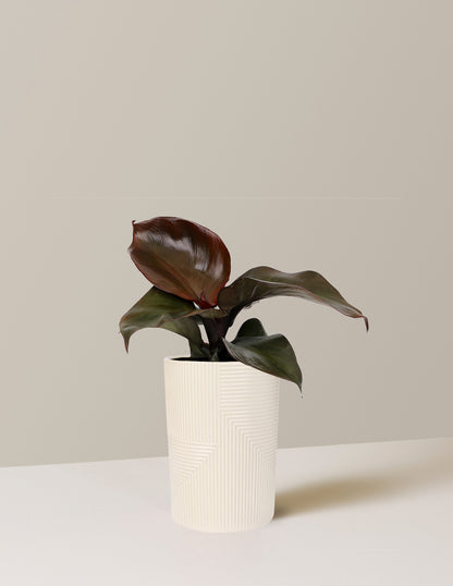 Philodendron Red Heart