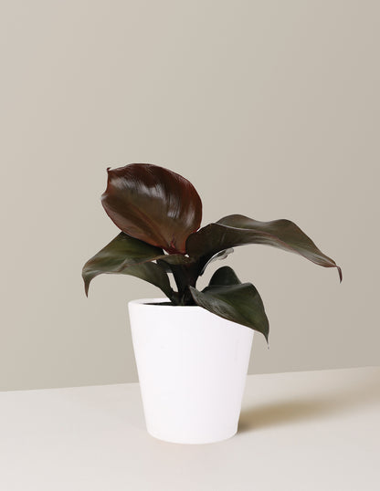 Philodendron Red Heart