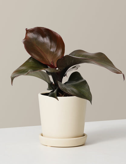 Philodendron Red Heart